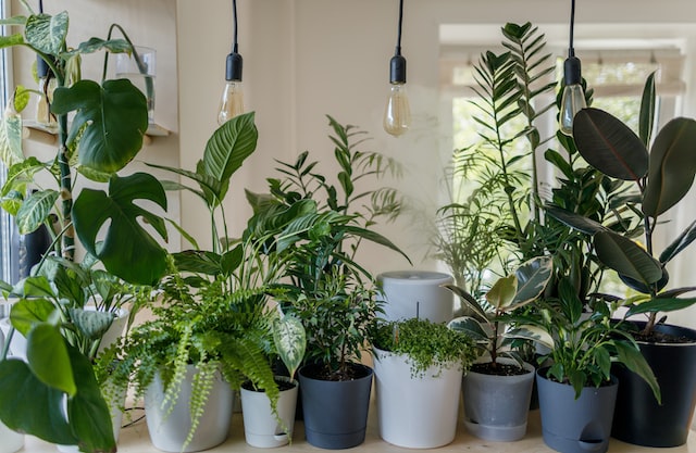 ornamental plants for the house