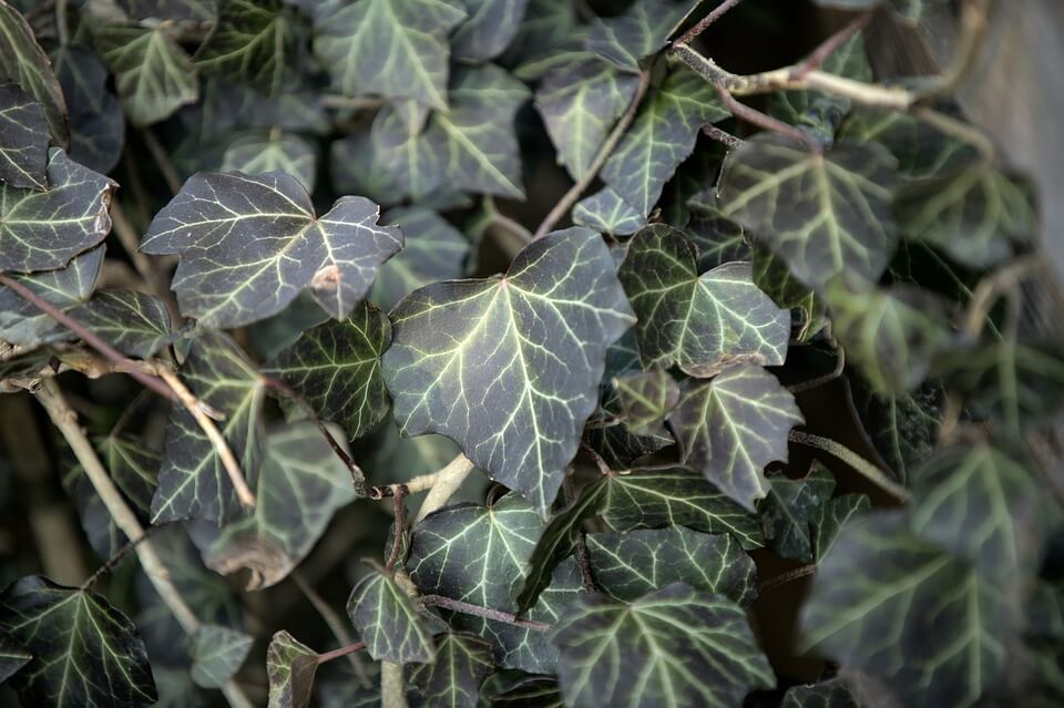 daun ivy