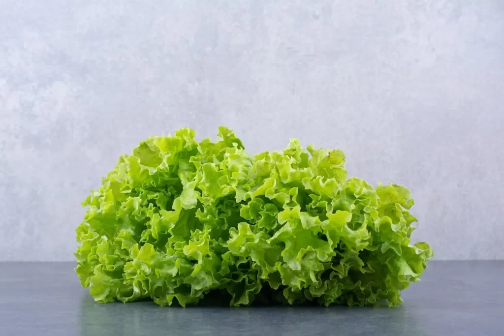 Sayuran selada