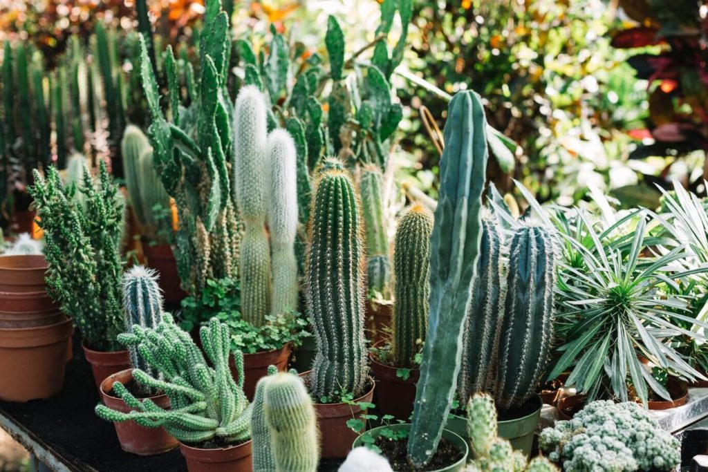 Tanaman Hias Outdoor Kaktus